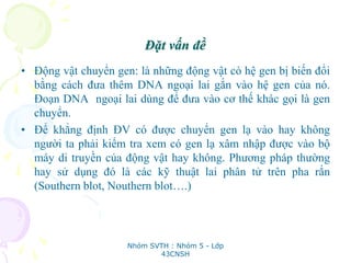 Đặt vấn đề
• Động vật chuyển gen: là những động vật có hệ gen bị biến đổi
bằng cách đưa thêm DNA ngoại lai gắn vào hệ gen của nó.
Đoạn DNA ngoại lai dùng để đưa vào cơ thế khác gọi là gen
chuyển.
• Để khẳng định ĐV có được chuyển gen lạ vào hay không
người ta phải kiểm tra xem có gen lạ xâm nhập được vào bộ
máy di truyền của động vật hay không. Phương pháp thường
hay sử dụng đó là các kỹ thuật lai phân tử trên pha rắn
(Southern blot, Nouthern blot….)
Nhóm SVTH : Nhóm 5 - Lớp
43CNSH
 