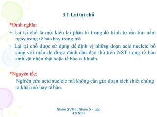 3.1 Lai tại chỗ
*Định nghĩa:
+ Lai tại chỗ là một kiểu lai phân tử trong đó trình tự cần tìm nằm
ngay trong tế bào hay trong mô
+ Lai tại chỗ được sử dụng để định vị những đoạn acid nucleic bổ
sung với mẫu dò được đánh dấu đặc thù trên NST trong tế bào
sinh vật nhận thật hoặc tế bào vi khuẩn.
*Nguyên tắc:
Nghiên cứu acid nucleic mà không cần giai đoạn tách chiết chúng
ra khỏi mô hay tế bào.
Nhóm SVTH : Nhóm 5 - Lớp
43CNSH
 