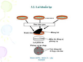 3.2. Lai khuẩn lạc
Nhóm SVTH : Nhóm 5 - Lớp
43CNSH
 