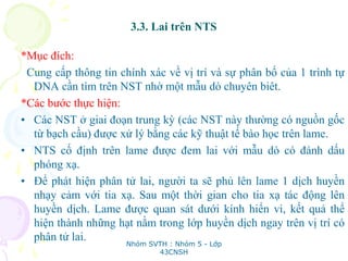 3.3. Lai trên NTS
*Mục đích:
Cung cấp thông tin chính xác về vị trí và sự phân bố của 1 trình tự
DNA cần tìm trên NST nhờ một mẫu dò chuyên biêt.
*Các bước thực hiện:
• Các NST ở giai đoạn trung kỳ (các NST này thường có nguồn gốc
từ bạch cầu) được xử lý bằng các kỹ thuật tế bào học trên lame.
• NTS cố định trên lame được đem lai với mẫu dò có đánh dấu
phóng xạ.
• Để phát hiện phân tử lai, người ta sẽ phủ lên lame 1 dịch huyền
nhạy cảm với tia xạ. Sau một thời gian cho tia xạ tác động lên
huyền dịch. Lame được quan sát dưới kính hiển vi, kết quả thể
hiện thành những hạt nằm trong lớp huyền dịch ngay trên vị trí có
phân tử lai.
Nhóm SVTH : Nhóm 5 - Lớp
43CNSH
 