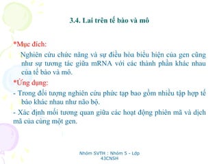 3.4. Lai trên tế bào và mô
*Mục đích:
Nghiên cứu chức năng và sự điều hòa biểu hiện của gen cũng
như sự tương tác giữa mRNA với các thành phần khác nhau
của tế bào và mô.
*Ứng dụng:
- Trong đối tượng nghiên cứu phức tạp bao gồm nhiều tập hợp tế
bào khác nhau như não bộ.
- Xác định mối tương quan giữa các hoạt động phiên mã và dịch
mã của cùng một gen.
Nhóm SVTH : Nhóm 5 - Lớp
43CNSH
 