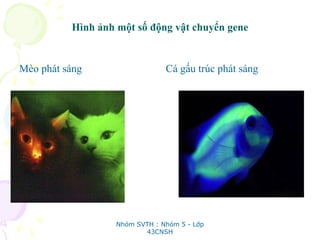 Hình ảnh một số động vật chuyển gene
Mèo phát sáng Cá gấu trúc phát sáng
Nhóm SVTH : Nhóm 5 - Lớp
43CNSH
 