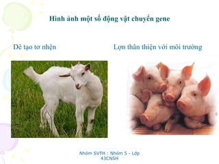 Hình ảnh một số động vật chuyển gene
Dê tạo tơ nhện Lợn thân thiện với môi trường
Nhóm SVTH : Nhóm 5 - Lớp
43CNSH
 