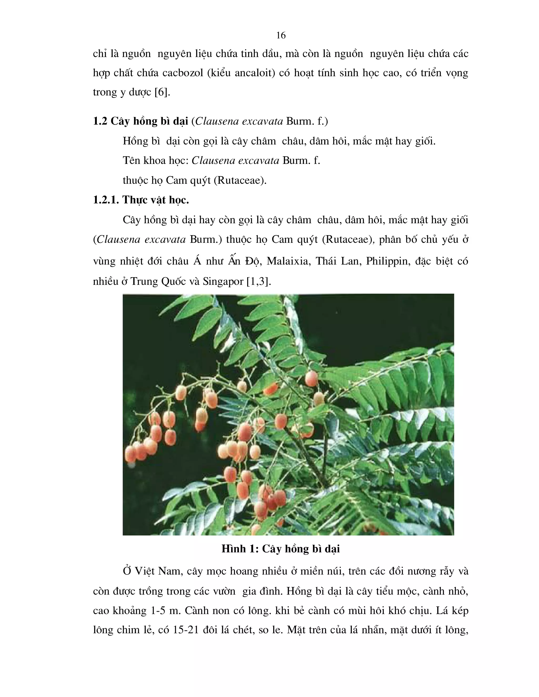 Tailieu.vncty.com nghien cuu thanh phan hoa hoc cua cay hong bi dai