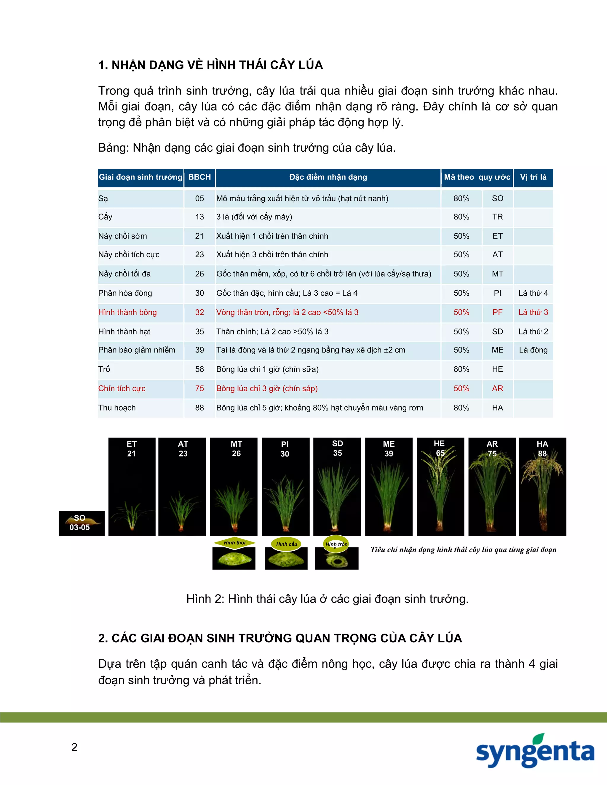 tai lieu cay lua.pdf