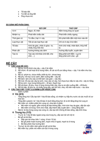 3
 Tế bào tiết
 Túi tiết và ống tiết
 Ống nhựa mũ.
SO SÁNH MÔ PHÂN SINH:
RỂ CÂY
 CÁC LOẠI RỄ CÂY:
1. Rễ trụ: là rễ chính của cây – cây 2 lá mầm
2. Rễ chùm: rễ cái hoại đi từ trong mầm, rễ cái và rễ con bằng nhau – cây 1 lá mầm như lúa,
dừa
3. Rễ củ: phình to, chứa nhiều chất dự trữ - khoai lang
4. Rễ phụ: rễ mọc ra từ cành, đâm xuống đất – cây đa
5. Rễ bám: làm cho cây có thể bám vào giàn – cây tiêu
6. Rễ mút: rễ của các cây ký sinh, mọc vào vỏ cây, hút nhựa trực tiếp từ cây chủ - cây tơ hồng
7. Rễ ký sinh: mọc trong không khí – rễ lam, thạch học
8. Rễ cà kheo: rễ phụ, mọc ở lung chừng thân cây, tỏa ra và cắm xuống đất – rễ Đước
9. Rễ hô hấp: rễ phù ra, có nhiều long dày, giữ khí trời, nhẹ, nổi trên mặt nước – rau dừa
 CẤU TẠO CẤP 1 CÂY 2 LÁ MẦM (LỚP NGỌC LAN)
 Gồm 2 phần
 Vỏ (2/3)
 Tầng lông hút: Cấu tạo bởi 1 lớp tế bào sống, có nhiệm vụ hấp thu nước và các muối vô cơ
hòa tan
 Tầng tẩm suberin: là 1 lớp tế bào ở dưới tầng lông hút, lộ ra khi tầng lông hút rụng di
 Mô mềm vỏ: chiềm phần lớn vùng vỏ, chia làm 2 phần:
 Mô mêm vỏ ngoài: gồm những tế bào không đều, hình tròn hay da giac, xếp lộn xộn
 Mô mềm vỏ trong: hình chữ nhật, xếp thành dẫy xuyên tâm – vòng đồng tâm
 Nội bì: là lớp trong cùng của vùng vỏ, cấu tạo bởi những tế bào sống, xếp khít nhau
 Trung trụ (1/3)
 Trụ bì: là 1 lớp tế bào ngoài cùng của trung trụ, xếp xen kẻ với nội bì
 Bó gỗ và bó libe:
 Xếp xen kẻ nhau trên 1 vòng, ít hơn 10 bó.
 Bó gỗ phân hoán hướng tâm, mạch nhỏ ở ngoài, mạch to ở trong
 Bó libe phân hóa hướng tâm
 Tia tuỷ: là mô mềm năm giữa bó gỗ và bó libe
 Mô mềm tủy: phần mô mềm còn lại ở trong cùng
SƠ CẤP THỨ CẤP
Vị trí Ngọn, rể, thân Nằm trong lòng cơ quan
Nhiệm vụ Phát triển chiều dài Phát triển chiều ngang
Thời gian có Từ đầu ( hạt => cây Khi phát triển đến một mức nào đó
Loại thực vật Tất cả các loại thực vật Chỉ có ở cây 2 lá mầm
Tế bào hình đa giác, nhân ở giữa - to,
nhiều thủy thể nhỏ
hình chữ nhật, nhân lệch, thủy thể
to
Phân cắt hướng không xác định hướng tiếp tuyến, xuyên tâm
Tạo ra Tạo các mô khác (mô tiết, che
chở,…)
tầng phát sinh Bần - Lục bì
tầng phát sinh Libe - gỗ
 