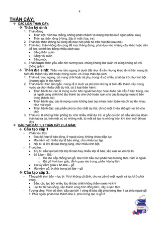 4
THÂN CÂY:
 CÁC LOẠI THÂN CÂY:
 Thân ký sinh
1. Thân đứng
 Thân cột: hình trụ, thẳng, không phân nhánh và mang một bó lá ỏ ngọn (dừa, cau)
 Thân rạ: thân rỗng ở lóng, đặc ở mắt ( lúa, tre)
2. Thân bò: thân không đủ cứng để mọc nên phải bò trên mặt đất (rau má)
3. Thân leo: thân không đủ cứng để mọc thằng đứng, phải dựa vào những cây khác hoặc dàn
để leo, có thể leo bằng nhiều cách sau:
 Bằng thân quấn
 Bằng vòi cuốn
 Bằng móc
4. Thân trườn: thân yếu, cần nơi nương tựa, chúng không leo quấn và cũng không có vòi
(bông giấy)
 Thân địa sinh: Thân mẹ nằm ngang ở dưới đất như rễ cây nhưng khác rễ vì thân mang lá
biến đổi thành vảy khô hoặc mong nước, có 3 loại thân địa sinh:
1. Thân rễ: mọc ngang, có mang chồi hoặc rể phụ, trong rễ có nhiều chất dự trữ như tinh bột
(thường gặp ở lớp hành)
2. Thân hành: thân rất ngắn, mang rễ ở dưới và phủ bởi những lá biến đổi thành vảy mọng
nước và chứ nhiều chất dự trữ, có 3 loại thân hành:
 Thân hành áo: các lá mọng nước bên ngoài bao bọc hoàn toàn các vẩy ở bên trong, các
lá ngoài cùng chết khô tào thành áo che chở hoàn toàn cho các lá mọng nước ở bên
trong (hành, tỏi)
 Thân hành vảy: các lá mọng nước không bao bọc nhau hoàn toàn mà chỉ úp lên nhau
như mái ngói
 Thân hành đặc: các phần phù to chứ chất dự trữ, chỉ có một ít vảy khô giữ vai trò che
chở
3. Thân củ: là những thân phồng to, chứ nhiều chất dự trữ, ở gốc củ còn có dấu vết của đoan
thân tạo ra củ, trên mặt củ có những mắt, từ mắt sẽ tạo ra những thân khí sinh mới (khoai
tây)
 CẤU TẠO CẤP 1, 2 THÂN CÂY 2 LÁ MẦM:
 Cấu tạo cấp 1
 Phần vỏ (1/3):
 Biều bì: lớp tế bào sống, ở ngoài cùng, không chứa diệp lục
 Mô mềm vỏ: nhiều lớp tế bào sống, chứ nhiều lục lạp
 Nội bì: là lớp tế bào trong cùng, chứ nhiều tinh bột.
 Trung trụ:
 Trụ bì: cấu tạo bởi một lớp tế bào hay nhiều lớp tế bào, xếp xen kẻ với nội bì
 Bó Libe – Gỗ:
o Bó libe xếp chồng lên gổ, libe hình bầu dục phân hóa hướng tâm, nằm ở ngoài
o Bó gổ hình tam giác, đỉnh quay vào trong, phân hóa ky tâm
 Tia tủy nằm giữa 2 bó libe – gỗ
 Mô mềm gỗ: ở phía trong bó libe – gỗ
 Cấu tạo cấp 2:
 Tầng phát sinh bần – lục bì: Vị trí không cố định, cho ra bần ở mặt ngoài và lục bì ở phía
trong.
 Bần: cấu tạo bởi nhiều lớp tế bào chết không thấm nước và khi
 Lục bì: tế bào sống, xếp thành vòng tròn đồng tâm, dãy xuyên tâm.
 Tượng tầng: Vị trí cố định, cấu tạo bởi 1 vòng tế bào đặt phía trong libe 1 và phía ngoài gỗ
1. Phía ngoài phân hóa thành libe 2, phía trong tạo ra gỗ 2
 