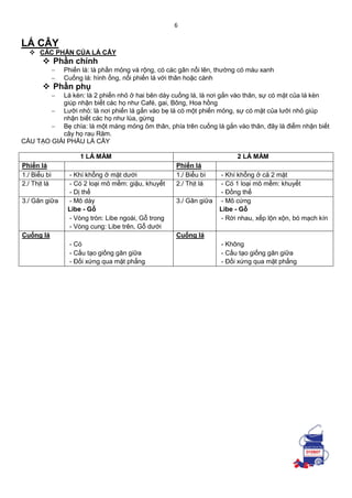 6
LÁ CÂY
 CÁC PHẦN CỦA LÁ CÂY
 Phần chính
 Phiến lá: là phần mỏng và rộng, có các gân nổi lên, thường có màu xanh
 Cuống lá: hình ống, nối phiến lá với thân hoặc cành
 Phần phụ
 Lá kèn: là 2 phiến nhỏ ở hai bên dáy cuống lá, là nơi gắn vào thân, sự có mặt của lá kèn
giúp nhận biết các họ như Café, gai, Bông, Hoa hồng
 Lưỡi nhỏ: là nơi phiến lá gắn vào bẹ lá có một phiến mỏng, sự có mặt của lưỡi nhỏ giúp
nhận biết các họ như lúa, gừng
 Bẹ chìa: là một màng mỏng ôm thân, phía trên cuống lá gắn vào thân, đây là điểm nhận biết
cây họ rau Răm.
CẤU TẠO GIẢI PHẨU LÁ CÂY
1 LÁ MẦM 2 LÁ MẦM
Phiến lá Phiến lá
1./ Biểu bì - Khí khổng ở mặt dưới 1./ Biểu bì - Khí khổng ở cả 2 mặt
2./ Thịt lá - Có 2 loại mô mềm: giậu, khuyết 2./ Thịt lá - Có 1 loại mô mềm: khuyết
- Dị thể - Đồng thể
3./ Gân giữa - Mô dày 3./ Gân giữa - Mô cứng
Libe - Gỗ Libe - Gỗ
- Vòng tròn: Libe ngoài, Gỗ trong - Rời nhau, xếp lộn xộn, bó mạch kín
- Vòng cung: Libe trên, Gỗ dưới
Cuống lá Cuống lá
- Có - Không
- Cấu tạo giống gân giữa - Cấu tạo giống gân giữa
- Đối xứng qua mặt phẳng - Đối xứng qua mặt phẳng
 