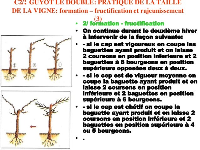 taille de la vigne 37 638