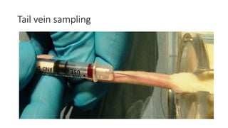 tail vein sampling.pptx clinical pharmacology | PPTX