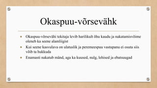 Okaspuu-võrsevähk
● Okaspuu-võrsevähi tekitaja levib harilikult õhu kaudu ja nakatamisvõime
oleneb ka seene alamliigist
● Kui seene kasvulava on ulatuslik ja peremeespuu vastupanu ei osuta siis
võib ta hukkuda
● Enamasti nakatub mänd, aga ka kuused, nulg, lehised ja ebatsuugad
 