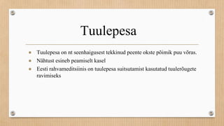 Tuulepesa
● Tuulepesa on nt seenhaigusest tekkinud peente okste põimik puu võras.
● Nähtust esineb peamiselt kasel
● Eesti rahvameditsiinis on tuulepesa suitsutamist kasutatud tuulerõugete
ravimiseks
 