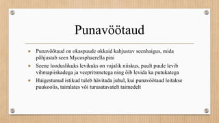 Punavöötaud
● Punavöötaud on okaspuude okkaid kahjustav seenhaigus, mida
põhjustab seen Mycosphaerella pini
● Seene looduslikuks levikuks on vajalik niiskus, puult puule levib
vihmapiiskadega ja veepritsmetega ning õib levida ka putukatega
● Haigestunud istikud tuleb hävitada juhul, kui punavöötaud leitakse
puukoolis, taimlates või turusatavatelt taimedelt
 