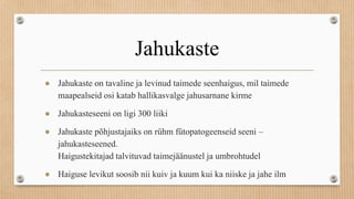 Jahukaste
● Jahukaste on tavaline ja levinud taimede seenhaigus, mil taimede
maapealseid osi katab hallikasvalge jahusarnane kirme
● Jahukasteseeni on ligi 300 liiki
● Jahukaste põhjustajaiks on rühm fütopatogeenseid seeni –
jahukasteseened.
Haigustekitajad talvituvad taimejäänustel ja umbrohtudel
● Haiguse levikut soosib nii kuiv ja kuum kui ka niiske ja jahe ilm
 
