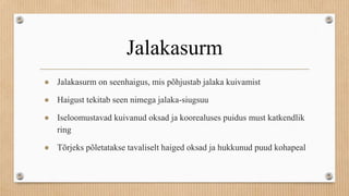 Jalakasurm
● Jalakasurm on seenhaigus, mis põhjustab jalaka kuivamist
● Haigust tekitab seen nimega jalaka-siugsuu
● Iseloomustavad kuivanud oksad ja koorealuses puidus must katkendlik
ring
● Tõrjeks põletatakse tavaliselt haiged oksad ja hukkunud puud kohapeal
 