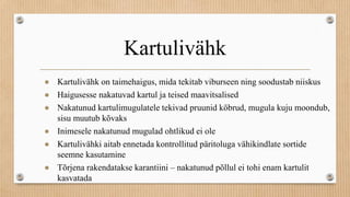 Kartulivähk
● Kartulivähk on taimehaigus, mida tekitab viburseen ning soodustab niiskus
● Haigusesse nakatuvad kartul ja teised maavitsalised
● Nakatunud kartulimugulatele tekivad pruunid köbrud, mugula kuju moondub,
sisu muutub kõvaks
● Inimesele nakatunud mugulad ohtlikud ei ole
● Kartulivähki aitab ennetada kontrollitud päritoluga vähikindlate sortide
seemne kasutamine
● Tõrjena rakendatakse karantiini – nakatunud põllul ei tohi enam kartulit
kasvatada
 