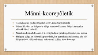 Männi-koorepõletik
● Taimehaigus, mida põhjustab seen Cronartium ribicola
● Männiliikidest on haigusele kõige vastuvõtlikumad Põhja-Ameerika
viieokkalised männid
● Nakatunud mändide okstelt tüveni jõudnud põletik põhjustab puu surma
● Haiguse kulgu on võimalik pidurdada, kui eemaldada nakatunud oks või
lõigata tüvel välja esimesed nakatunud kolded koos koorega
 