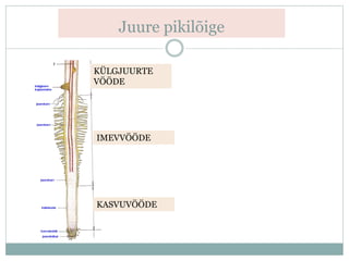 Juure pikilõige
KÜLGJUURTE
VÖÖDE
IMEVVÖÖDE
KASVUVÖÖDE
 