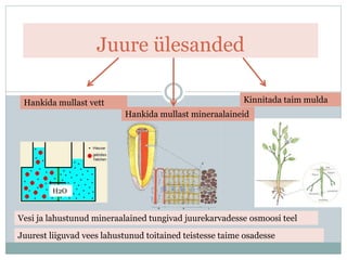Juure ülesanded
Hankida mullast vett
Hankida mullast mineraalaineid
Kinnitada taim mulda
Vesi ja lahustunud mineraalained tungivad juurekarvadesse osmoosi teel
H2O
Juurest liiguvad vees lahustunud toitained teistesse taime osadesse
 