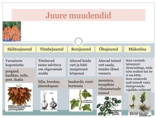 Juure muudendid
Säilitusjuured Tõmbejuured Ronijuured Õhujuured Mükoriisa
Varuainete
kogumiseks
Tõmbavad
taime talvituva
osa sügavamale
mulda
liilia, krookus,
jänesekapsas
luuderohi, roniv
hortensia
porgand,
kaalikas, redis,
peet, daalia monstera,
troopiliste
vihmametsade
taimed
Aitavad hoida
vart ja lehti
maapinnast
kõrgemal
Aitavad taimel
vett saada,
imades õhust
veeauru
Seen varustab
taimejuuri
elementidega, mida
taim mullast kas ise
ei saa kätte.
Seen omakorda
saab taimelt vastu
elutegevuseks
vajalikke suhkruid
 