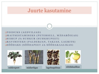 T O I D U K S ( A E D V I L J A D )
M A I T S E S T A M I S E K S ( P E T E R S E L L , M Ä D A R Õ I G A S )
S I I R U P J A S U H K U R ( S U H K R U P E E T )
R A V I M I T E K S ( P A L D E R J A N , T A K J A S , L A G R I T S )
S Ö Ö D A K S ( S Ö Ö D A P E E T J A S Ö Ö D A K A A L I K A S )
Juurte kasutamine
suhkrupeet mädarõigas lagritsapõõsas söödakaalikas
 