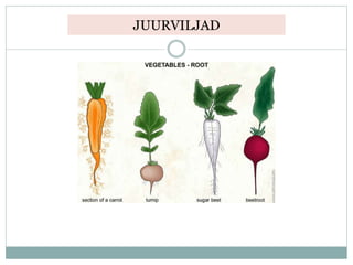JUURVILJAD
 