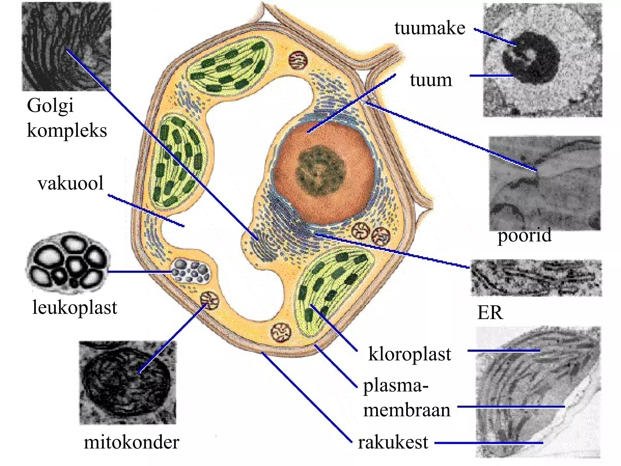 Golgi kompleks vakuool leukoplast mitokonder rakukest plasma-membraan kloroplast ER tuum tuumake poorid 