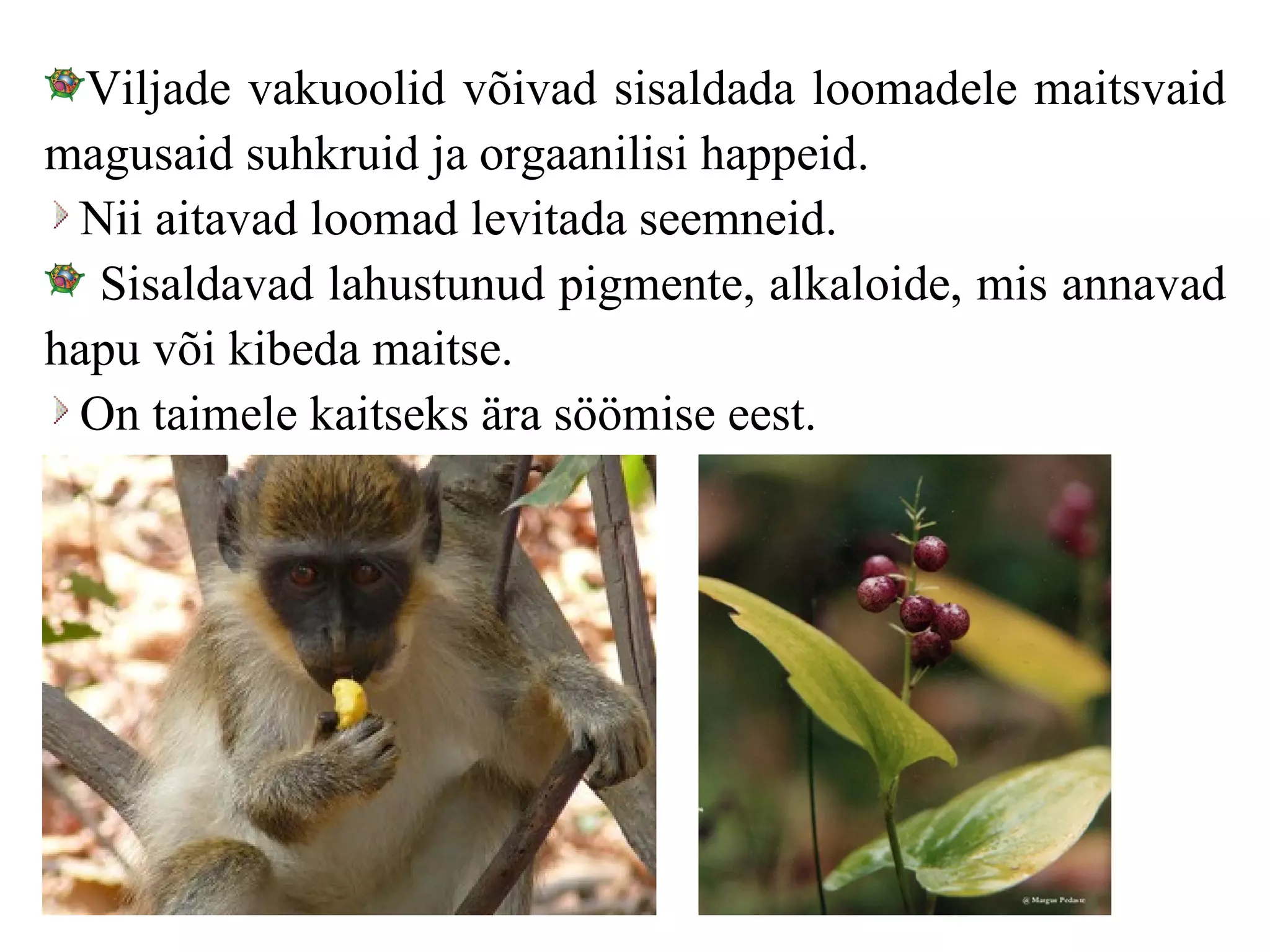Viljade vakuoolid võivad sisaldada loomadele maitsvaid magusaid suhkruid ja orgaanilisi happeid. Nii aitavad loomad levitada seemneid. Sisaldavad lahustunud pigmente, alkaloide, mis annavad hapu või kibeda maitse.  On taimele kaitseks ära söömise eest. 