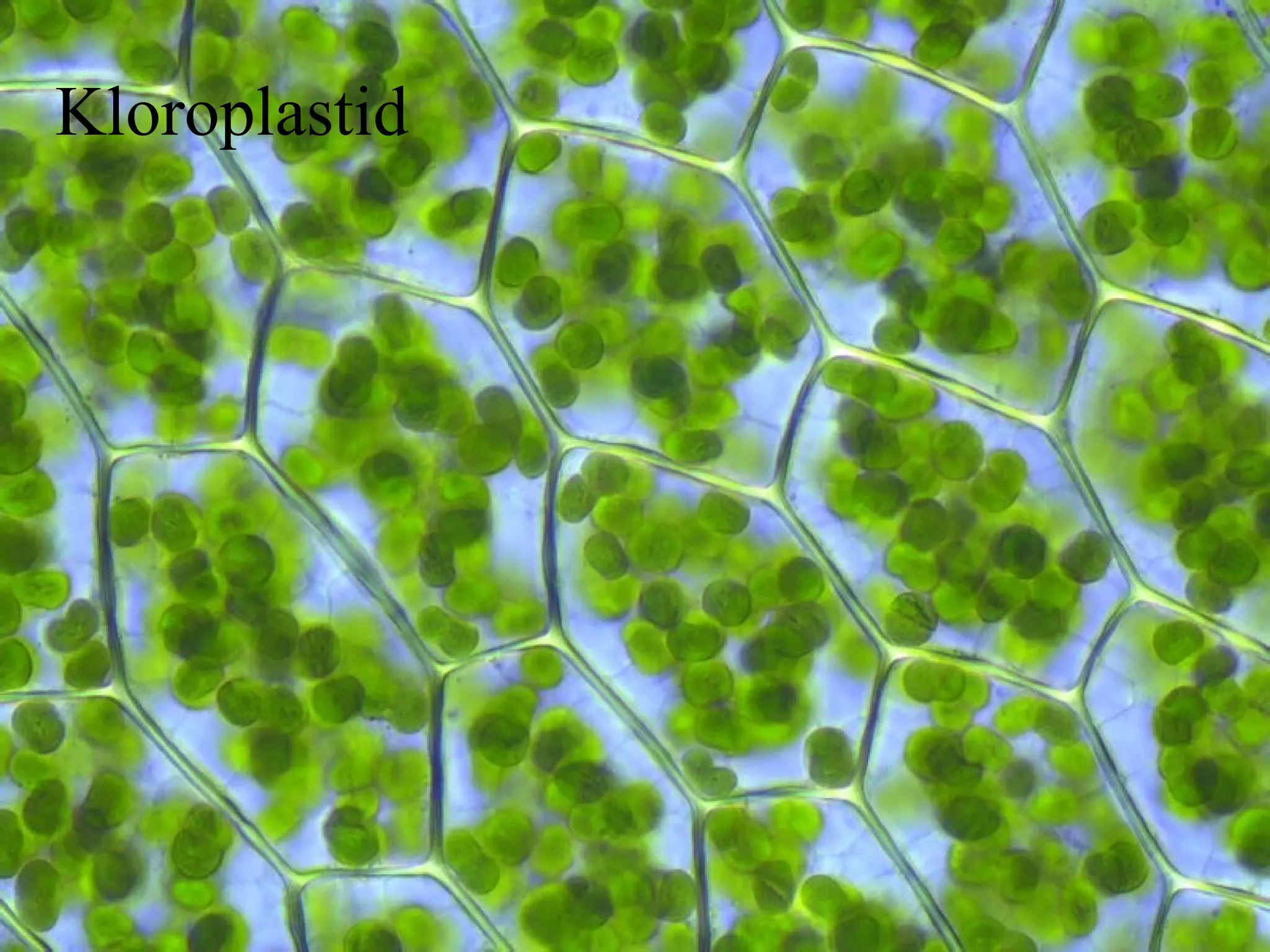 Kloroplastid 