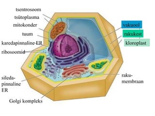 Golgi kompleks mitokonder tsentrosoom tuum ribosoomid karedapinnaline ER sileda-pinnaline ER kloroplast tsütoplasma raku-membraan vakuool rakukest 