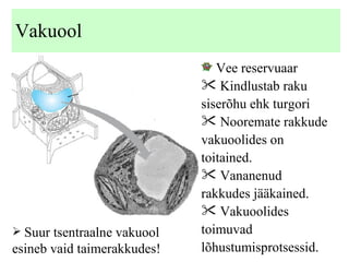 Vakuool Vee reservuaar  Kindlustab raku siserõhu ehk turgori Nooremate rakkude vakuoolides on toitained. Vananenud rakkudes jääkained.  Vakuoolides toimuvad lõhustumisprotsessid. Suur tsentraalne vakuool esineb vaid taimerakkudes! 