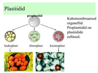 Plastiidid proplastiid leukoplast kloroplast kromoplast Kahemembraansed organellid. Proplastiidid on plastiidide eellased. 