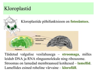 Kloroplastid Kloroplastide põhifunktsioon on  fotosüntees . Täidetud valgulise vesilahusega –  stroomaga , milles leidub DNA ja RNA rõngasmolekule ning ribosoome. Stroomas on lamedad membraansed kotikesed –  lamellid . Lamellides esined roheline värvaine –  klorofüll . 