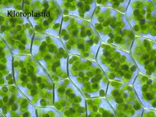 Kloroplastid 