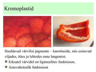 Kromoplastid Sisaldavad värvilisi pigmente – karotinoide, mis esinevad viljades, õites ja lehtedes enne langemist. Erksatel värvidel on ligimeelitav funktsioon. Ainevahetuslik funktsioon  