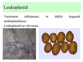 Leukoplastid Varuainete talletamine, nt tärklis koguneb amüloplastidesse.  Leukoplastid on värvuseta. 