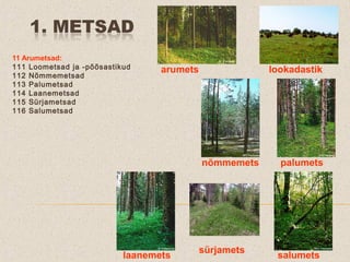 Palumets Taimkattetüübid | PPT