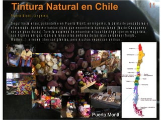 1 1
P u e r t o M o n t t - A n g e lm ó
S e g u í h a c ia e l s u r, p a r á n d o m e e n P u e r t o M o n tt , e n A n g e lm ó , la c a le t a d e p e s c a d o r e s y
e l m e r c a d o , d o n d e m e h a b í a n d ic h o q u e e n c o n t r a r í a b u e n a s la n a s ( la s d e C a u q u e n e s
s o n u n p o c o d u r a s ) . T u v e la s o r p r e s a d e e n c o n t r a r e l lo c a l d e A n g e l q u e e s m a y o r is t a ,
n o s h ic im o s a m ig o s . C o m p r a la n a s a la s s e ñ o r a s d e la s is la s c e r c a n a s ( T e n g lo ,
M a ille n . . . ) , a v e c e s t iñ e n c o n p la n t a s , p e r o m u c h a s v e c e s c o n a n ilin a s .
 