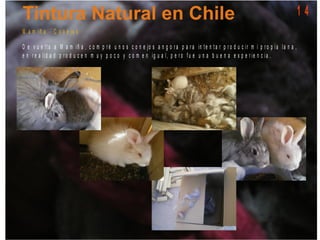 1 4
M a m iñ a - C o n e jo s
D e v u e lt a a M a m iñ a , c o m p r é u n o s c o n e jo s a n g o r a p a r a in t e n t a r p r o d u c ir m i p r o p ia la n a ,
e n r e a lid a d p r o d u c e n m u y p o c o y c o m e n ig u a l, p e r o f u e u n a b u e n a e x p e r ie n c ia .
 