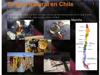 M a m iñ a
V o lv í a M a m iñ a a t e je r y a t e ñ ir, c o n la s n u e v a s p la n t a s d e s c u b ie r t a s e n e l v ia je y o t r a s
d e M a m iñ a y la c o c h in illa , e s t a v e z c o n c r é m o r t á r t a r o .
3
 