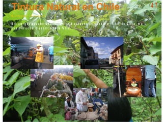 M a c h a c h i - E c u a d o r
M is a m ig o s e c u a t o r ia n o s v iv e n e n M a c h a c h i, u n p u e b lo a 1 5 k m d e Q u it o , m e
g u s t ó m u c h o lo e x ó t ic o d e la f e r ia ...
4 7
 