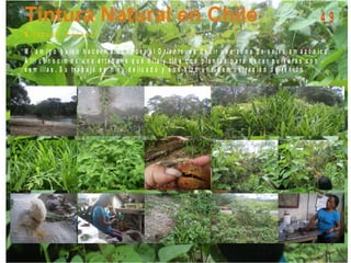 M is a h u a li - E c u a d o r
M i a m ig o q u is o h a c e r m e c o n o c e r e l O r ie n t e , e s d e c ir u n a z o n a d e s e lv a a m a z ó n ic a .
A llí c o n o c im o s u n a a r t e s a n a q u e h ila y t iñ e c o n p la n t a s p a r a h a c e r p u ls e r a s c o n
s e m illa s . S u t r a b a jo e s m u y d e lic a d o y n o s h iz o u n a d e m o s t r a c ió n d e t e ñ id o .
4 9
 