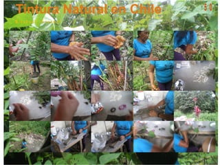 M is a h u a li - E c u a d o r
5 0
 