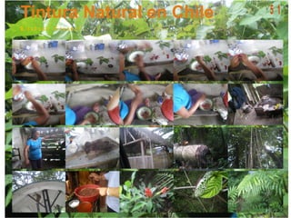 M is a h u a li - E c u a d o r t
5 1
 