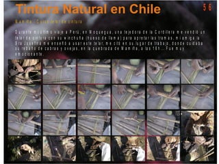 M a m iñ a - C u r s o t e la r d e c in t u r a
D u r a n t e m i ú lt im o v ia je a P e r ú , e n M o q u e g u a , u n a t e je d o r a d e la C o r d ille r a m e v e n d ió u n
t e la r d e c in tu r a c o n s u w in c h u ñ a ( h u e s o d e lla m a ) p a r a a p r e t a r la s t r a m a s , m i a m ig a la
S r a J o s e f in a m e e n s e ñ ó a u s a r e s t e t e la r, m e c it ó e n s u lu g a r d e t r a b a jo , d o n d e c u id a b a
s u r e b a ñ o d e c a b r a s y o v e ja s , e n la q u e b r a d a d e M a m iñ a , a la s 1 6 h . . . F u e m u y
e m o c io n a n te .
5 6
 