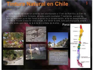 P a r c a
T u v e la o c a s ió n d e v is it a r u n p u e b lit o c a s í a b a n d o n a d o a 1 7 k m d e M a m iñ a y a 5 k m d e
la m in a d e c o b r e C e r r o C o lo r a d o , e n e s t e p u e b lo q u e d a b a n 7 h a b it a n t e s , a u n q u e lo s
á r b o le s f lo r e z c a n y a n o d a n f r u t o s a c a u s a d e la c o n t a m in a c ió n , e l r io s e d e s a p a r e c ió e n
u n a f is u r a . A y u d é a e s q u ila r u n a s o v e ja s , m e d ie r o n la la n a , t u v e q u e e n ju a g a r la p o r q u e
e l p o lv o á c id o q u e v ie n e d e la m in a m e c o r t a b a la s m a n o s . . .
5
 