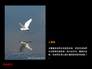 白鷺鷥 白鷺鷥是我們非常熟悉的鳥，常常見到牠們在田野間找尋食物，純白的羽毛、優雅的姿態，把我們的青山綠水襯得更美更有詩意了。 按鍵換頁 
