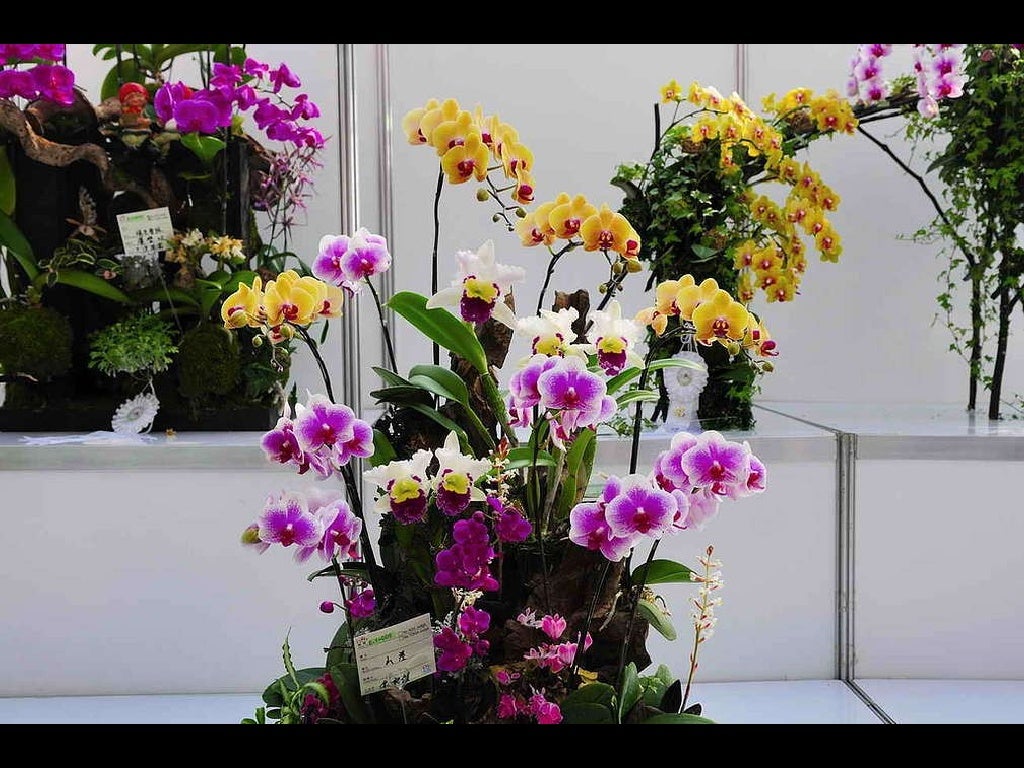 Taiwan International Orchid Show