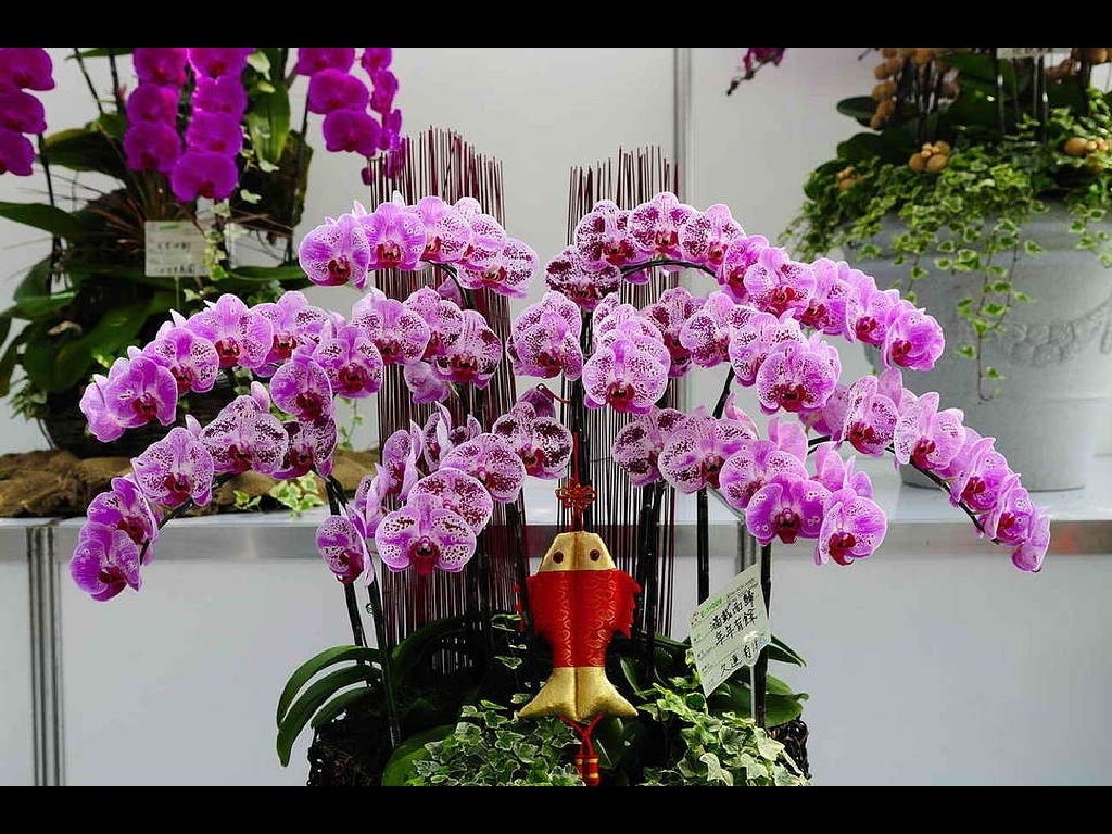 Taiwan International Orchid Show