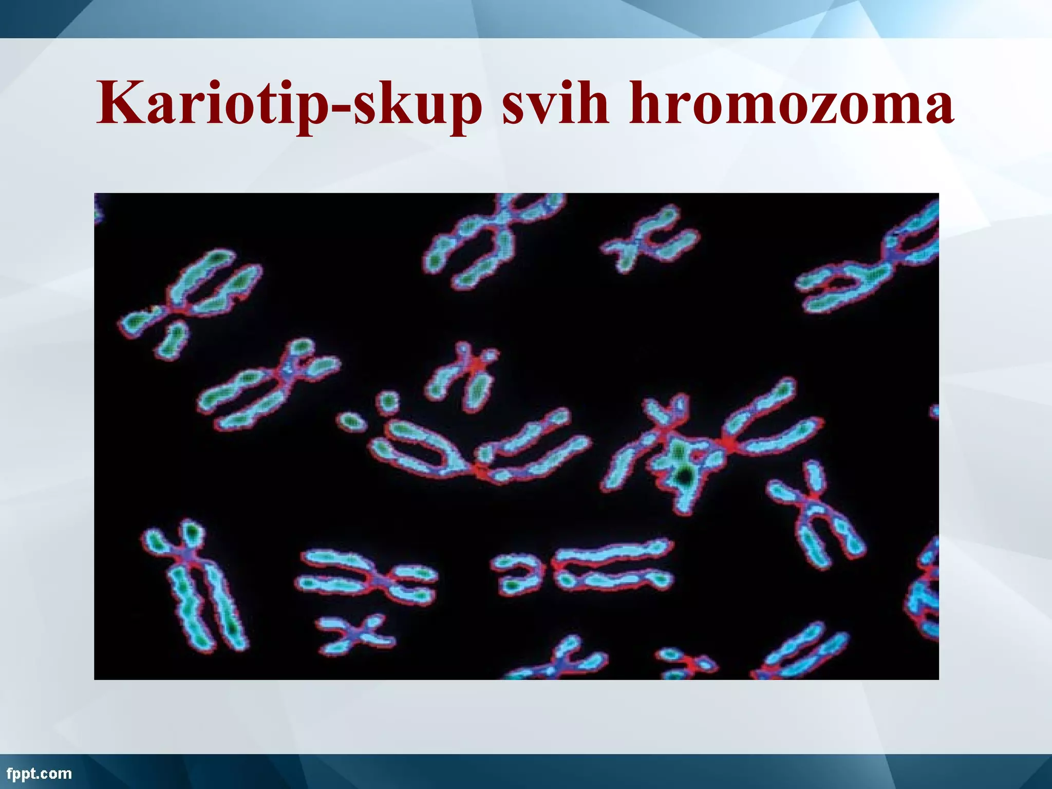 Kariotip-skup svih hromozoma
 